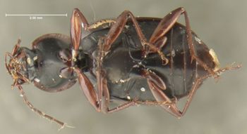 Media type: image;   Entomology 33015 Aspect: habitus ventral view